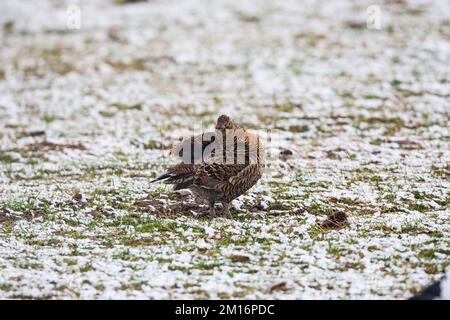 Birkhuhn Tetrao tetrix Putzen in einem Lek in einem schneebedeckten Feld in der Nähe von Aberfeldy Highland Region Schottland Großbritannien Stockfoto