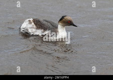 Silvery grebe Podiceps occipitalis auf einem Teich Seelöwen Island Falkland Inseln Britisches Überseegebiet Dezember 2016 Stockfoto