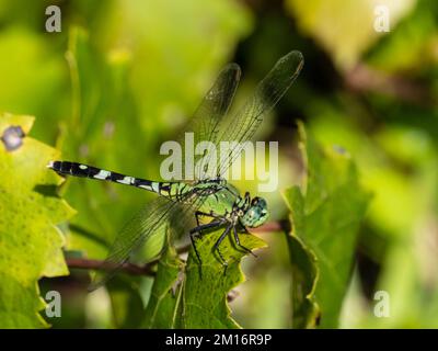 Eine weibliche Erythemis simplicicollis, östlicher Pondhawk, auch bekannt als der gewöhnliche Pondhawk. Stockfoto