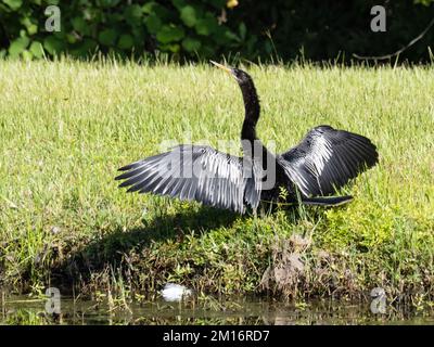 Eine Anhinga, Anhinga anhinga, manchmal auch Snakebird, Darter, amerikanischer Darter oder wassertruthahn genannt. Dieser trocknet seine Flügel in der Sonne. Stockfoto