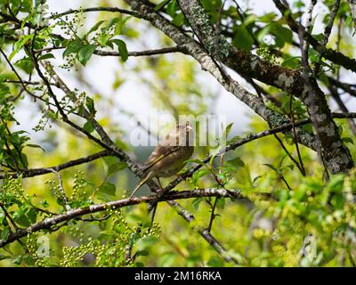 Europäischer Grünfink Carduelis carduelis hoch oben in Bird Cherry Prunus padus, Avielochan, Aviemore, Highland Region, Schottland, Großbritannien, Mai 2021 Stockfoto