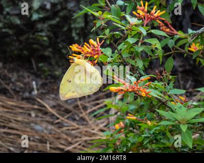 Phoebis sennae, der wolkenlose Schwefel-Schmetterling, der sich von Blumen ernährt. Stockfoto