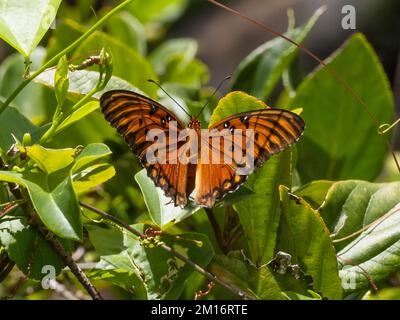 Ein Golffritillar oder Leidenschaft Schmetterling, Dione Vanillae, ruht mit offenen Flügeln. Stockfoto