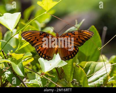 Ein Golffritillar oder Leidenschaft Schmetterling, Dione Vanillae, ruht mit offenen Flügeln. Stockfoto