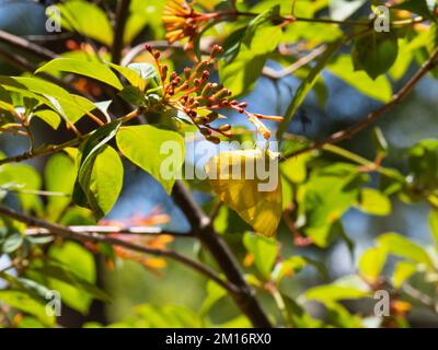 Phoebis philea, der Schwefel-Schmetterling, der sich mit offenen Flügeln von Blumen ernährt. Stockfoto