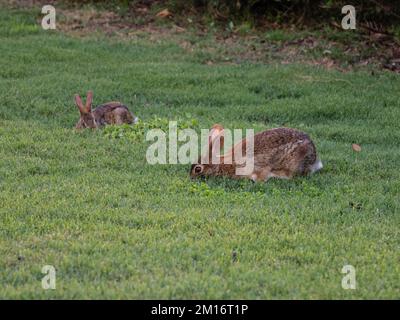 Zwei östliche Hasen, Sylvilagus floridanus, die sich von Gras ernähren. Stockfoto