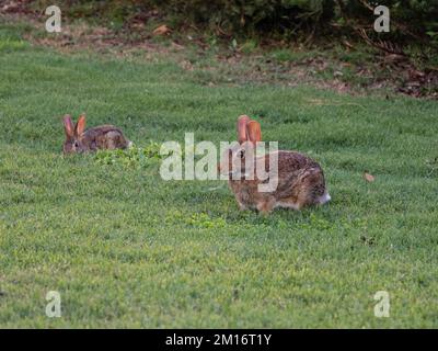 Zwei östliche Hasen, Sylvilagus floridanus, die sich von Gras ernähren. Stockfoto