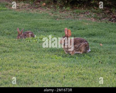 Zwei östliche Hasen, Sylvilagus floridanus, die sich von Gras ernähren. Stockfoto