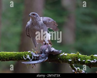 Northern Goshawk Accipiter gentilis weiblich auf einem mossigen Zweig mit Woodpigeon Columba Palumbus Beute, New Forest National Park, Hampshire, England, Vereinigtes Königreich, Stockfoto