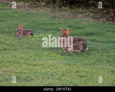 Zwei östliche Hasen, Sylvilagus floridanus, die sich von Gras ernähren. Stockfoto