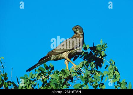 Östlicher, blasser Goshawk Melierax poliopterus juvenile hoch oben in einem Baum, Samburu-Nationalpark, Kenia Stockfoto