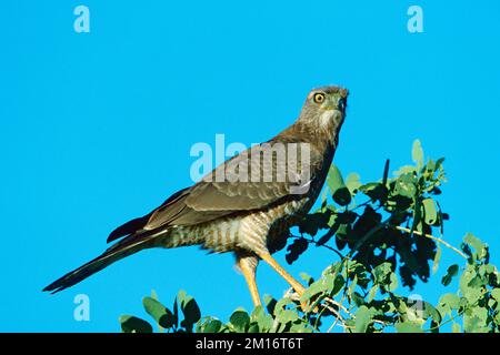 Östlicher, blasser Goshawk Melierax poliopterus juvenile hoch oben in einem Baum, Samburu-Nationalpark, Kenia Stockfoto