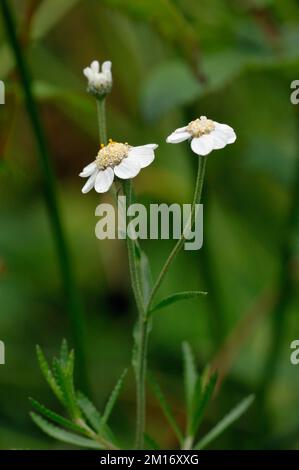 Sneezewort - Achillea Ptarmica drei Blumen Stockfoto