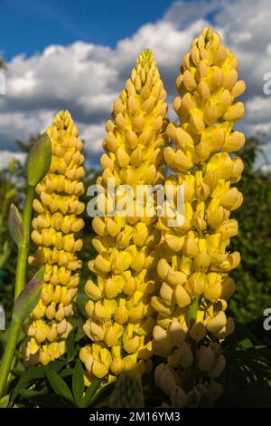 Gelbe Lupinenblumen im Frühlingssonnenschein Stockfoto