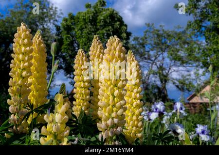 Gelbe Lupinenblumen im Frühlingssonnenschein Stockfoto