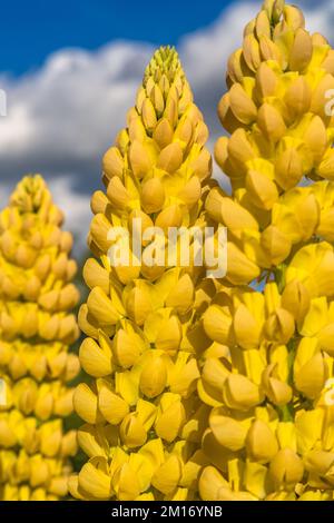 Gelbe Lupinenblumen im Frühlingssonnenschein Stockfoto