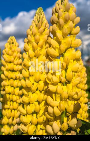 Gelbe Lupinenblumen im Frühlingssonnenschein Stockfoto