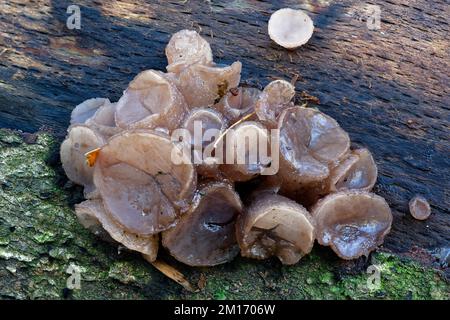 Buche-Jellydisc-Pilz - Neobulgaria pura am verrottenden Buchenstamm Stockfoto