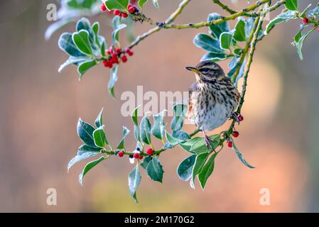 Ein Rotflügelvogel, Turdus iliacu, der im Winter Beeren aus einem Busch isst Stockfoto