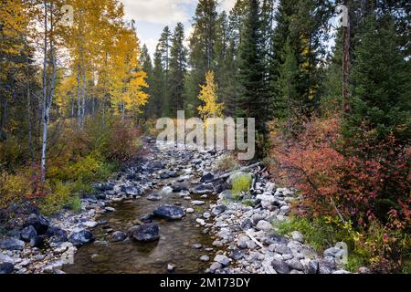 Im Herbst schmücken Espen und hawthorne-Büsche am Lake Creek. Grand Teton Nationalpark, Wyoming Stockfoto