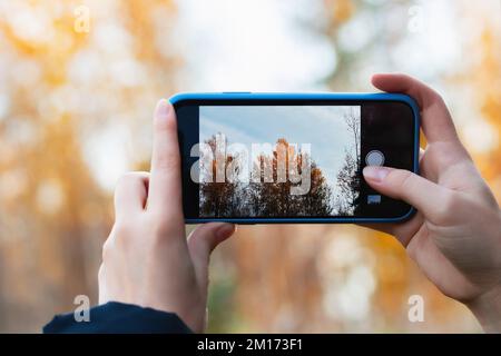 Das Mädchen fotografiert gelbe Herbstbäume mit einer Handykamera. Stockfoto