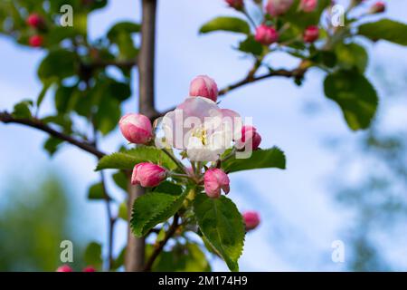 Blüht im Frühling auf einem Apfelbaum-Ast im Garten. Stockfoto