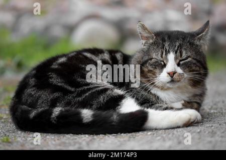 Die graue Tabby-Katze liegt beim Gehen im Hof. Stockfoto