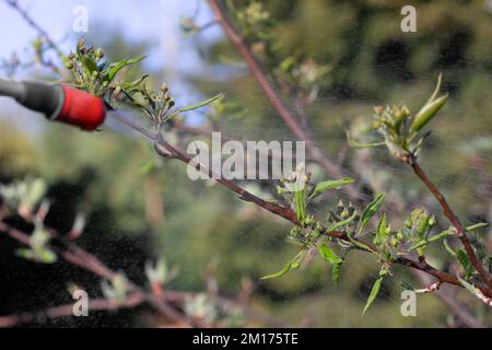 Frühlingsbesprühen von Obstbäumen auf Knospen zur Verhütung von Krankheiten und Schädlingen. Stockfoto