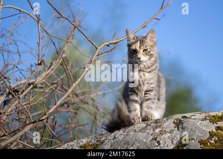 Die flauschige graue Katze sitzt auf einem Stein, während sie im Hof spaziert. Stockfoto