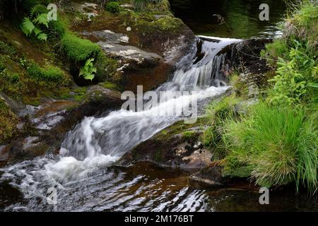 Kleiner Wasserfall am Fluss Severn in Hafren Forest in der Nähe von Llanidloes, Powys, Central Wales, Großbritannien Stockfoto