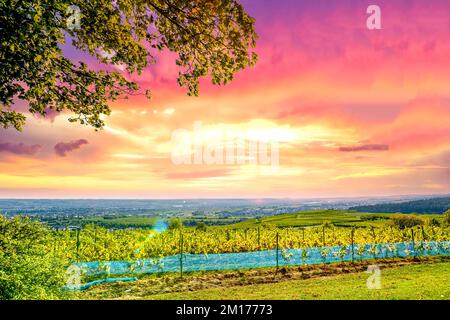 Blick auf die Weinberge in Kiedrich, Hessen, Deutschland Stockfoto