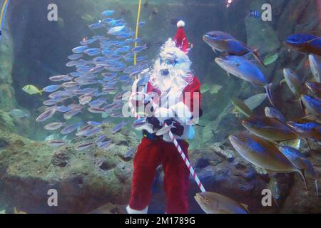 St. Louis, Usa. 10.. Dezember 2022. Der Weihnachtsmann winkt den Kindern zu, während er Fragen über Fische beim Tauchen im St. Louis Aquarium in St. Louis am Samstag, den 10. Dezember 2022. Foto: Bill Greenblatt/UPI Credit: UPI/Alamy Live News Stockfoto