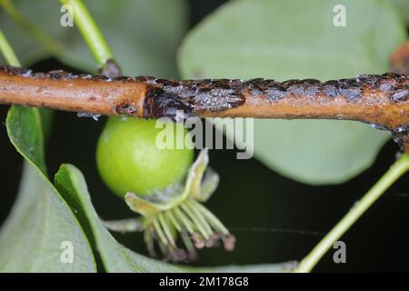 Cacopsylla pyri (Pear Psylla, European Birar sucker) Psyllidae. Nymphen, Larven auf einem Birnenbaum-Shooting. Stockfoto