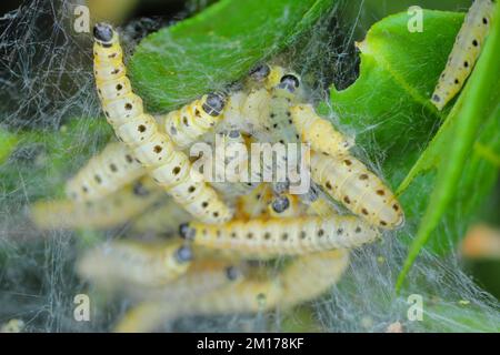 Spindel-Ermine-Moth-Larven (Yponomeuta cagnagella : Yponomeutidae) in ihrem Netz auf Spindel. Stockfoto