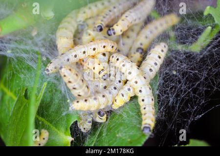 Spindel-Ermine-Moth-Larven (Yponomeuta cagnagella : Yponomeutidae) in ihrem Netz auf Spindel. Stockfoto
