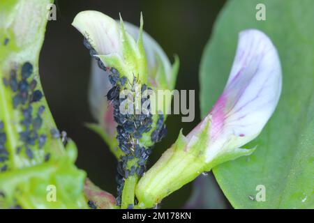 Die Kolonie der Blattläuse der schwarzen Bohnen, Aphis fabae, auf den Pflanzen der FABA-Bohnen. Stockfoto