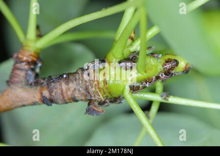 Cacopsylla pyri (Pear Psylla, European Birar sucker) Psyllidae. Nymphen, Larven auf einem Birnenbaum-Shooting. Stockfoto