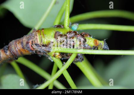 Cacopsylla pyri (Pear Psylla, European Birar sucker) Psyllidae. Nymphen, Larven auf einem Birnenbaum-Shooting. Stockfoto