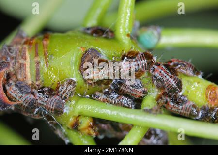 Cacopsylla pyri (Pear Psylla, European Birar sucker) Psyllidae. Nymphen, Larven auf einem Birnenbaum-Shooting. Stockfoto