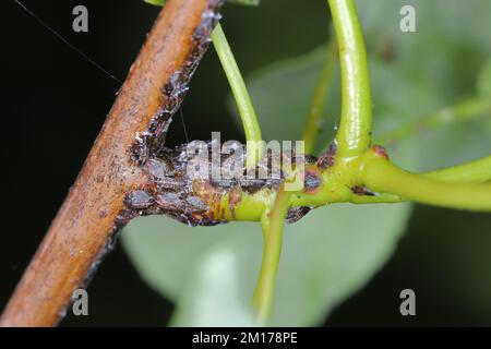 Cacopsylla pyri (Pear Psylla, European Birar sucker) Psyllidae. Nymphen, Larven auf einem Birnenbaum-Shooting. Stockfoto