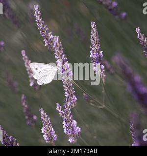 Nahaufnahme eines weißen Kohlschmetterlings (Pieris rapae), der auf einer wunderschönen Lavendelblume sitzt Stockfoto