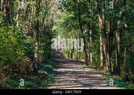 Schotterpfad im Wald zwischen dichten grünen Bäumen. Entspannender Weg in eine glänzende Zukunft. Stockfoto