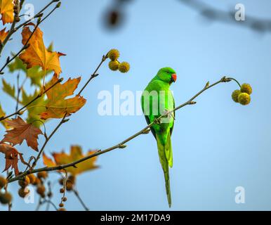 Papagei ruht auf einem Baum im izmir Stadtwald Stockfoto