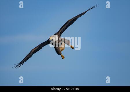 Ein Strand in der Dämmerung mit Segelbooten und wunderschönen Wolken. Ein Rotschwanz-Hawk-Porträt, High Definition. Ein Weißkopfseeadler im Flug macht sich bereit für die Jagd. Stockfoto