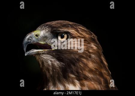 Ein Strand in der Dämmerung mit Segelbooten und wunderschönen Wolken. Ein Rotschwanz-Hawk-Porträt, High Definition. Ein Weißkopfseeadler im Flug macht sich bereit für die Jagd. Stockfoto