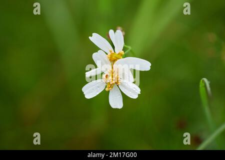 Nahaufnahme der weißen Gänseblümchen, die im Wald blühen Stockfoto
