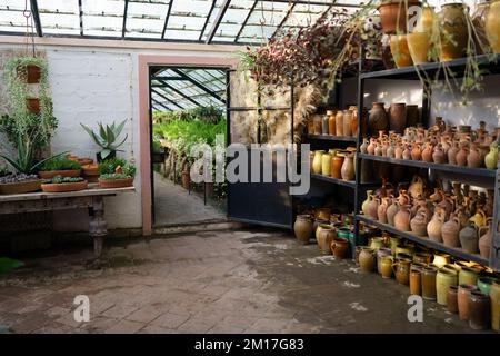 Pflanzenladen mit Zimmerpflanzen, gegossenen Sukkulenten auf dem Tisch und Glasvasen auf dem Regal. Stockfoto