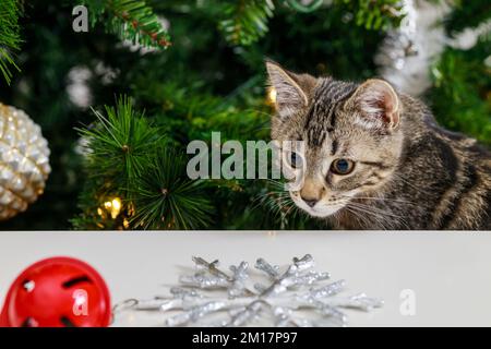 Die Katze schaut auf die rote Weihnachtsglocke. Stockfoto