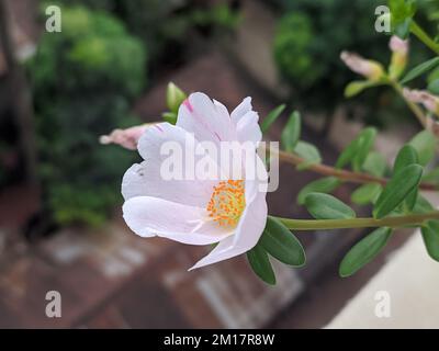 Eine Nahaufnahme einer blühenden weißen mexikanischen Rose mit unscharfem Hintergrund Stockfoto