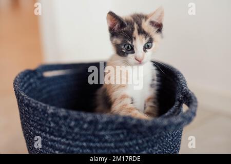 Der junge Fluffy Calico Kitten spielt in einem Korb Stockfoto